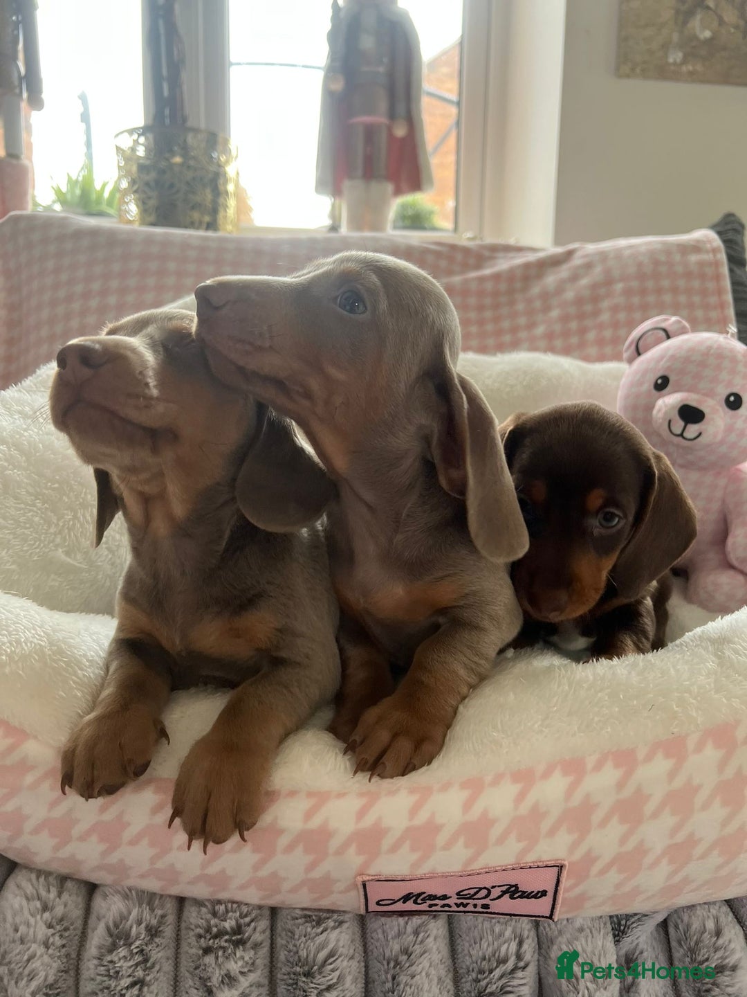 Miniature Dachshund dogs for sale: Miniature Dachshund  - Image 18