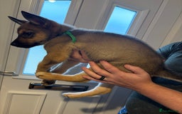 Mixed Breed dogs for sale: Siberian husky cross belgian malinois - Image 22