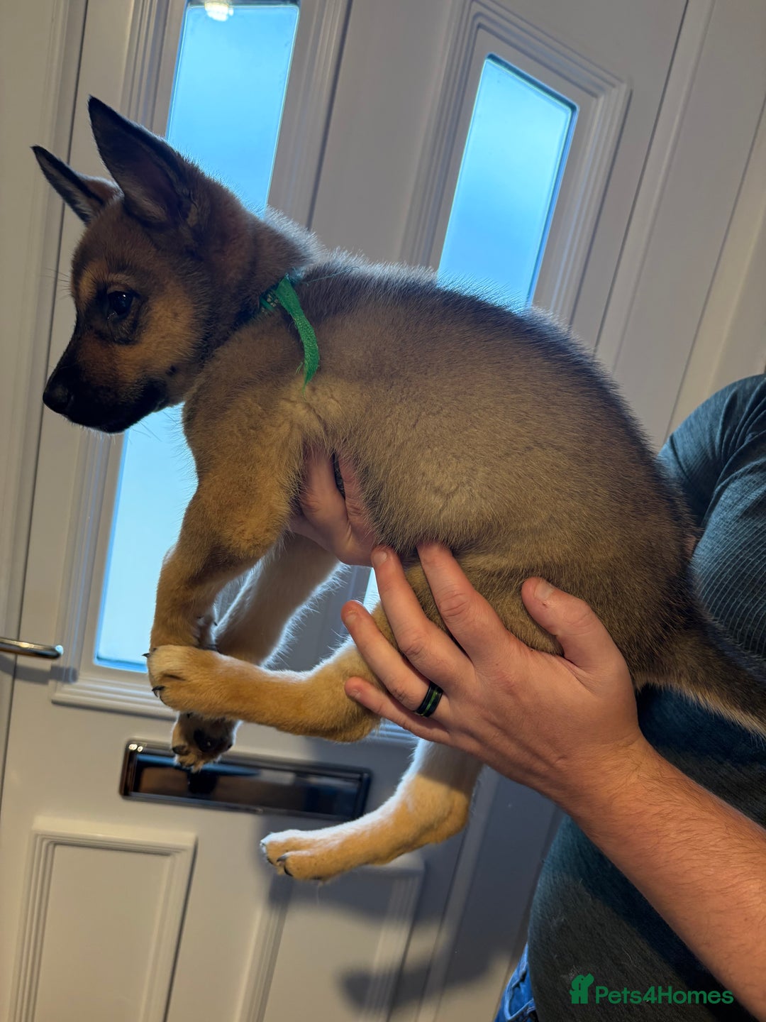 Mixed Breed dogs for sale: Siberian husky cross belgian malinois - Image 22