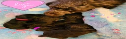 Sproodle dogs for sale: Beautiful Sproodle pups - Advert 5