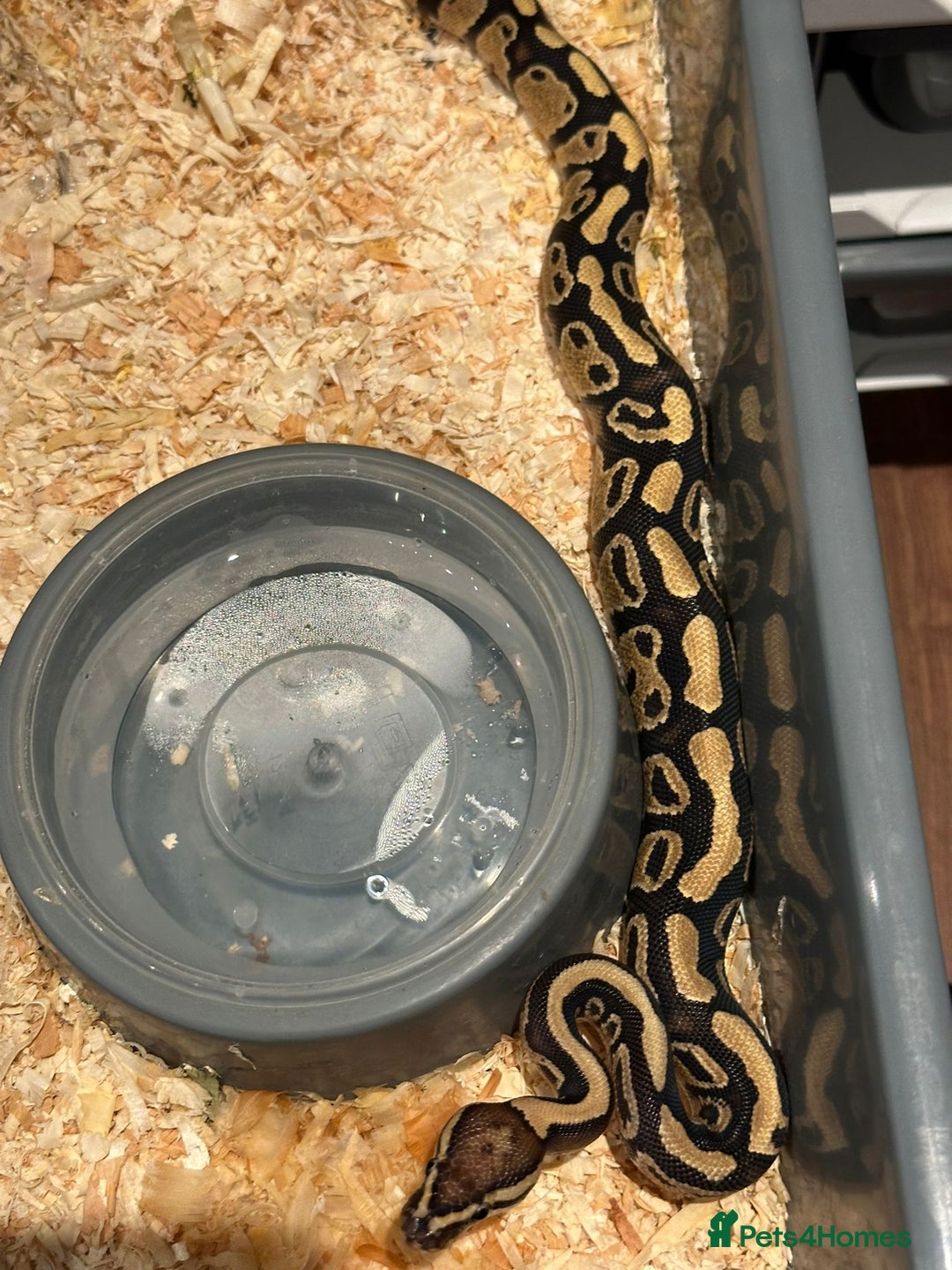 Python Snake reptiles for sale: Selection of Royals for sale - Image 3