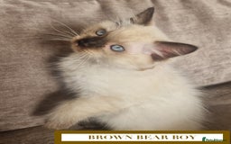 Ragdoll cats for sale: GORGREOUS 1/2 PEDIGREE RAGDOLL KITTENS 💗 - Image 9