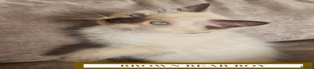 Brown Bear