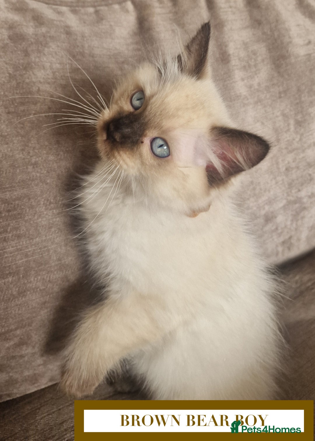 Ragdoll cats for sale: GORGREOUS 1/2 PEDIGREE RAGDOLL KITTENS 💗 - Image 9