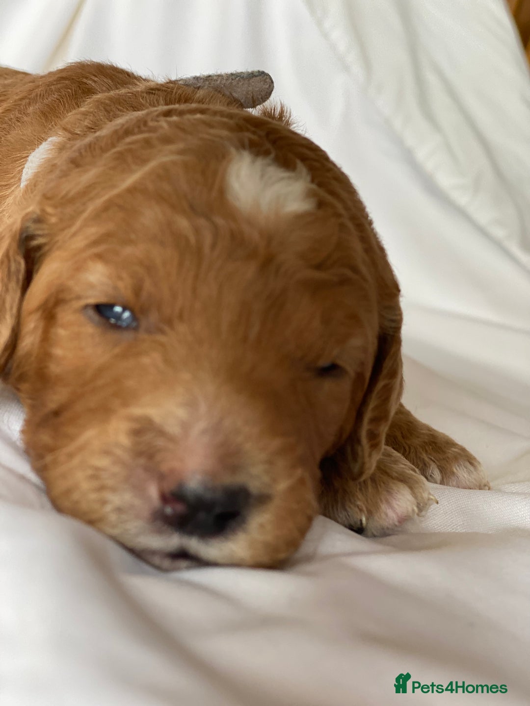 Labradoodle dogs for sale: Beautiful F3b Labradoodle Puppies - Image 4
