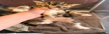 Mixed Breed Kitten 3