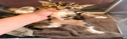 Mixed Breed cats for sale: Tabby kittens for sale  in Wakefield - Advert 4