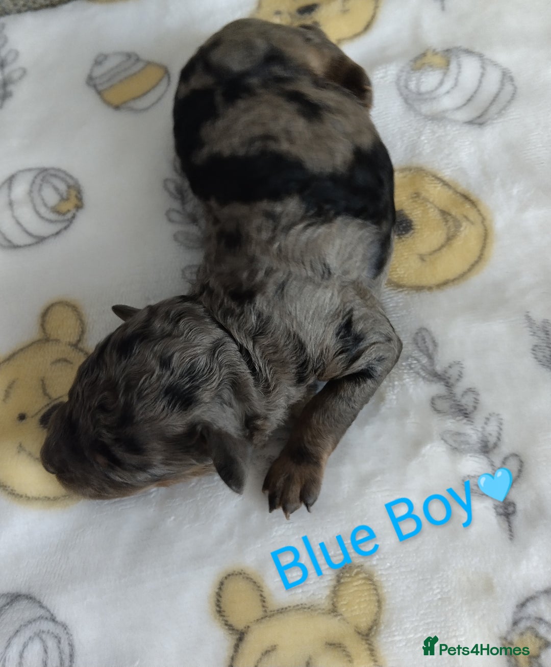 Cockapoo dogs for sale: Stunning Unique Cockapoo Puppies - Image 12