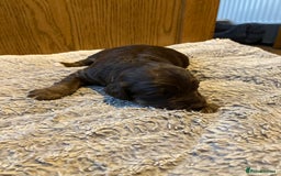 Cockapoo dogs for sale: Stunning Litter of Phantom F1 Cockapoo Puppies - Image 6