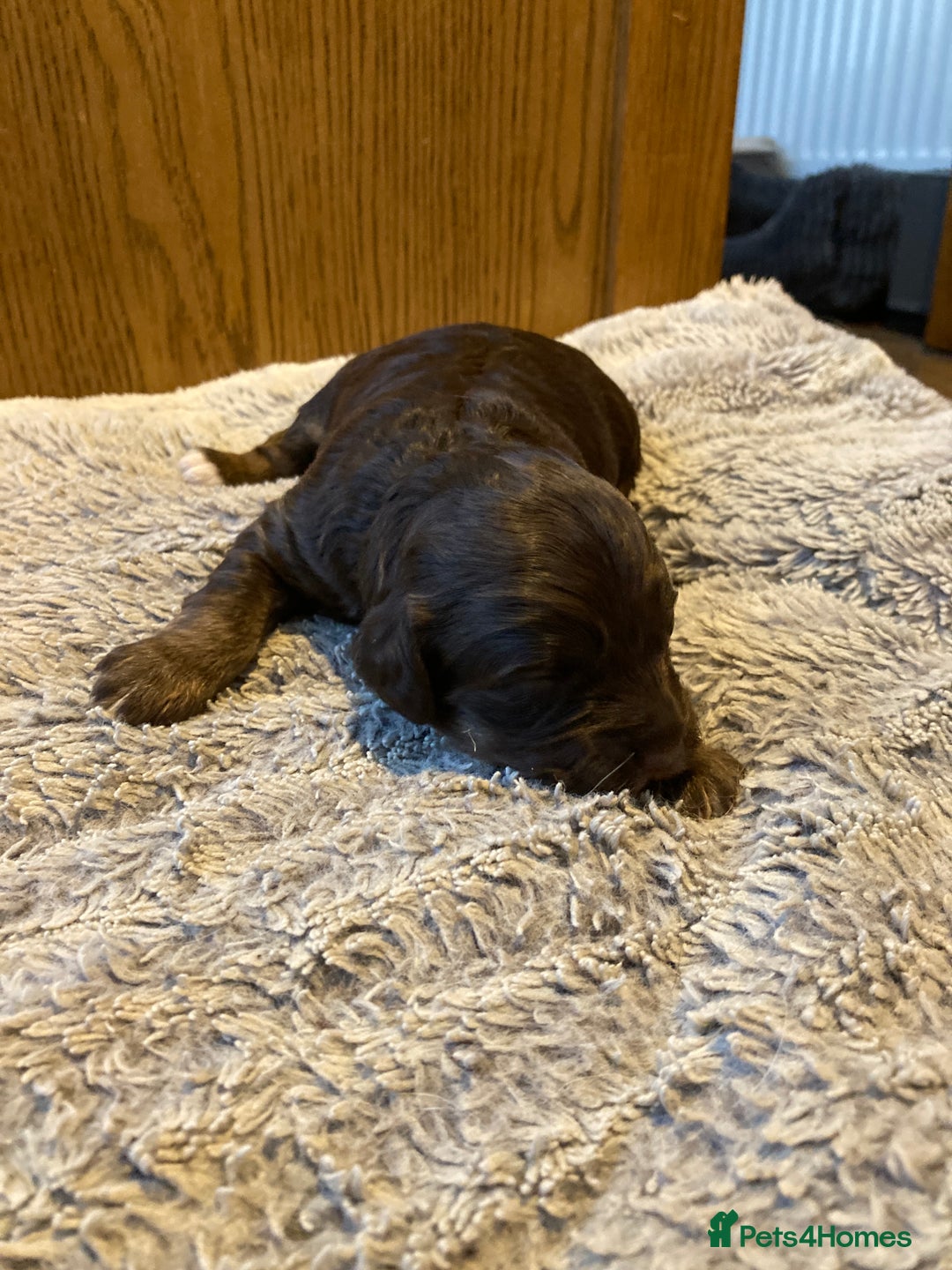 Cockapoo dogs for sale: Stunning Litter of Phantom F1 Cockapoo Puppies - Image 6