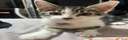 Domestic Shorthair cats for sale: Domestic shorthair tabbys  - Advert 4
