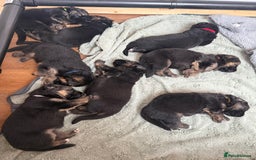 German Shepherd dogs for sale: Only 1 boy left Kc German Shepherd Puppies in Canvey Island - Image 7