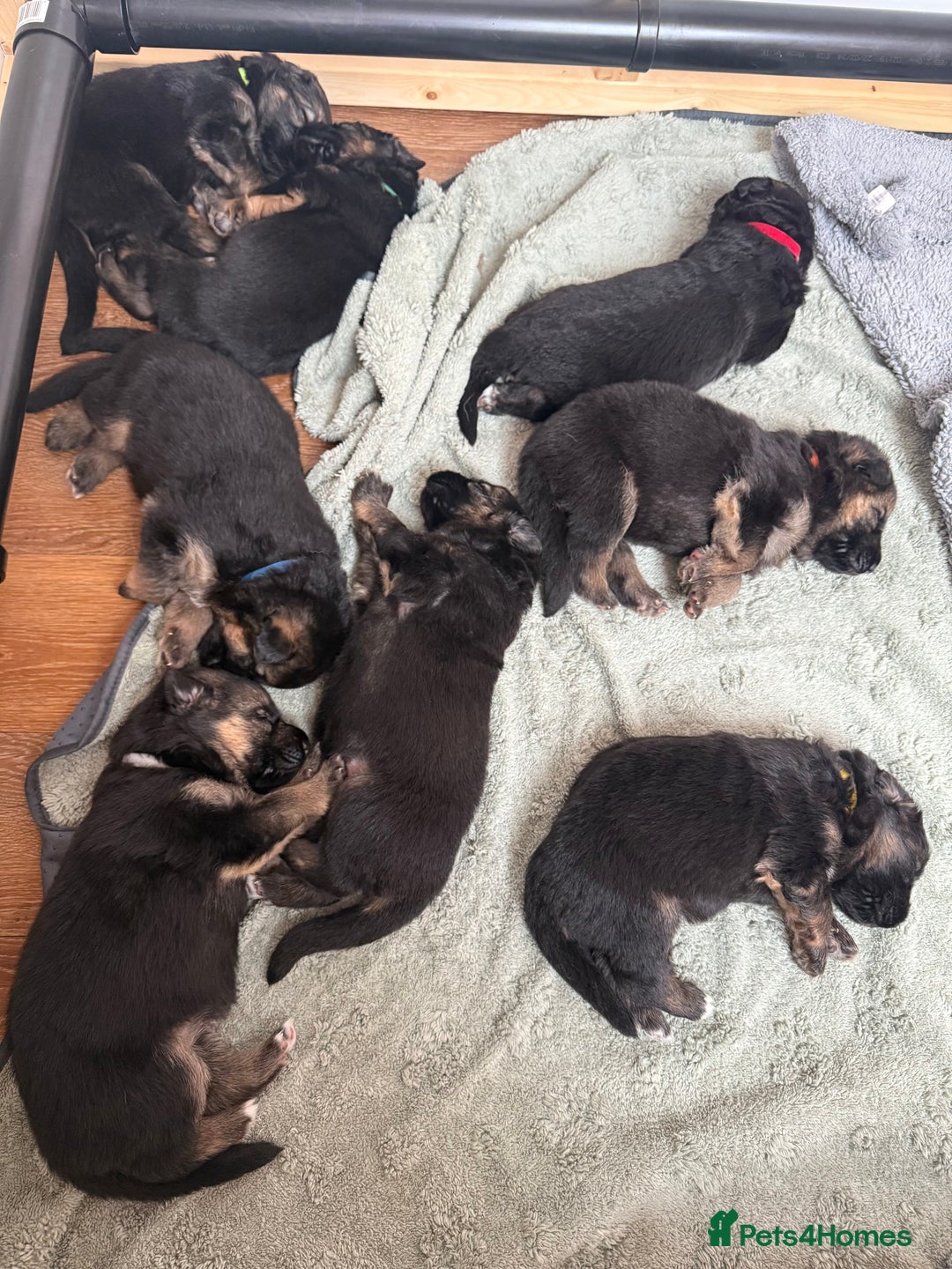 German Shepherd dogs for sale: Only 1 boy left Kc German Shepherd Puppies in Canvey Island - Image 7