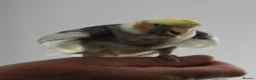 Cockatiels birds for sale: Hand Reared Cockatiels - Advert 10