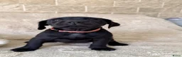 Labrador Retriever dogs for sale: KC Reg Black Labrador Puppies – Only 2 Girls Left! - Advert 9