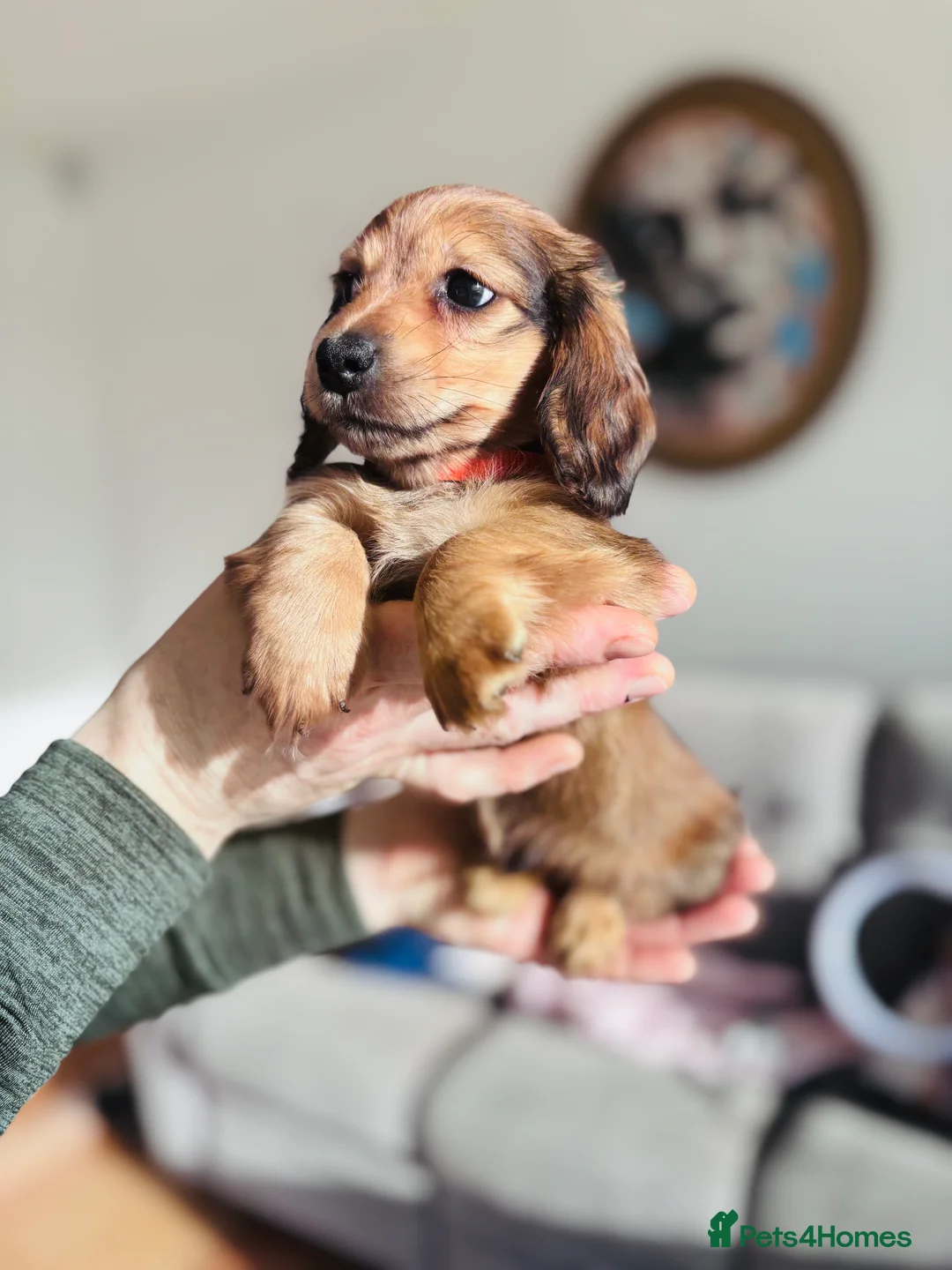 Miniature Dachshund dogs for sale: Dachshund miniature longhaired - Advert 11