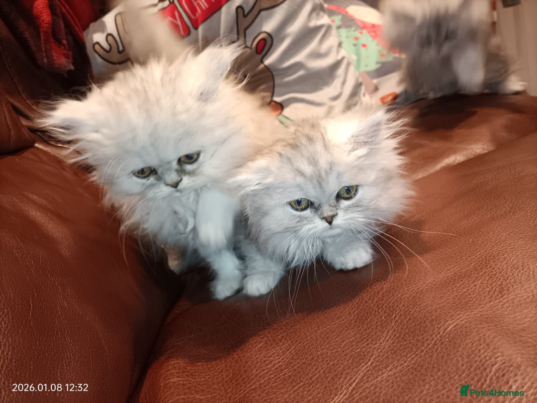 Persian cats for sale: Beautiful fluffy balls  - Advert 7