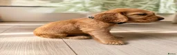 Cocker Spaniel dogs for sale: Last KC Golden Show Cocker Spaniel Boy Puppies - Advert 34
