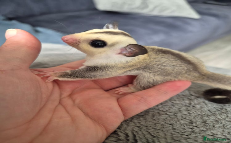 Sugar Glider rodents - Advert 15