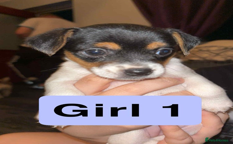 Jack Russell dogs - Advert 2