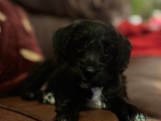 Mixed Breed dogs Gorgeous Plummer Terrier X Toy Poodle - Advert 10