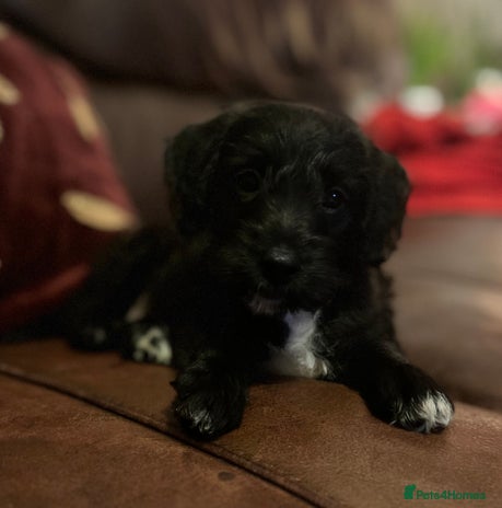 Mixed Breed dogs - Advert 1