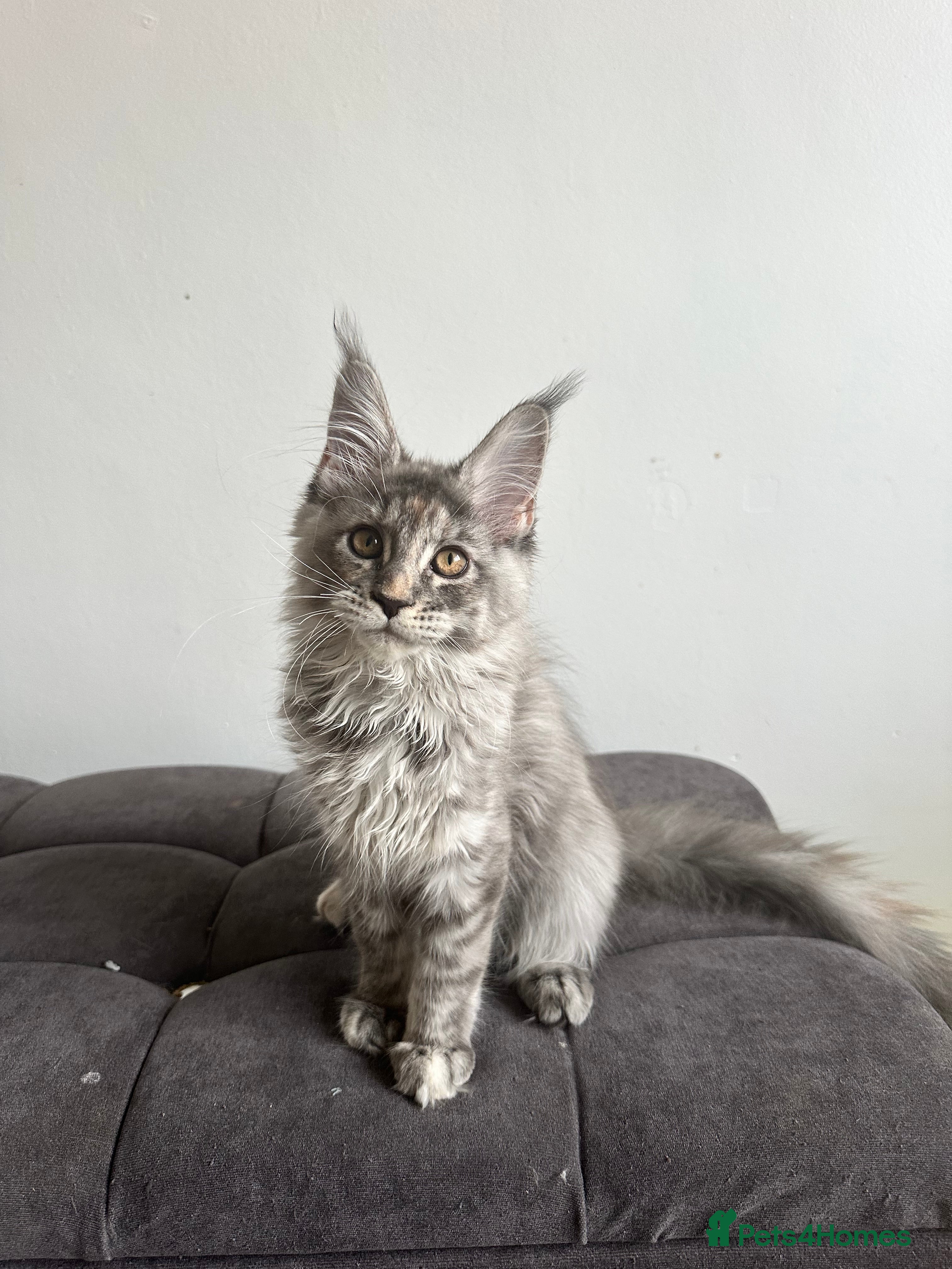 Maine Coon cats Tica registered Maine Coon kittens - Advert 8