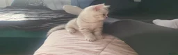 Scottish Fold cats for sale: Adorable Scottish fold kittens - Advert 12