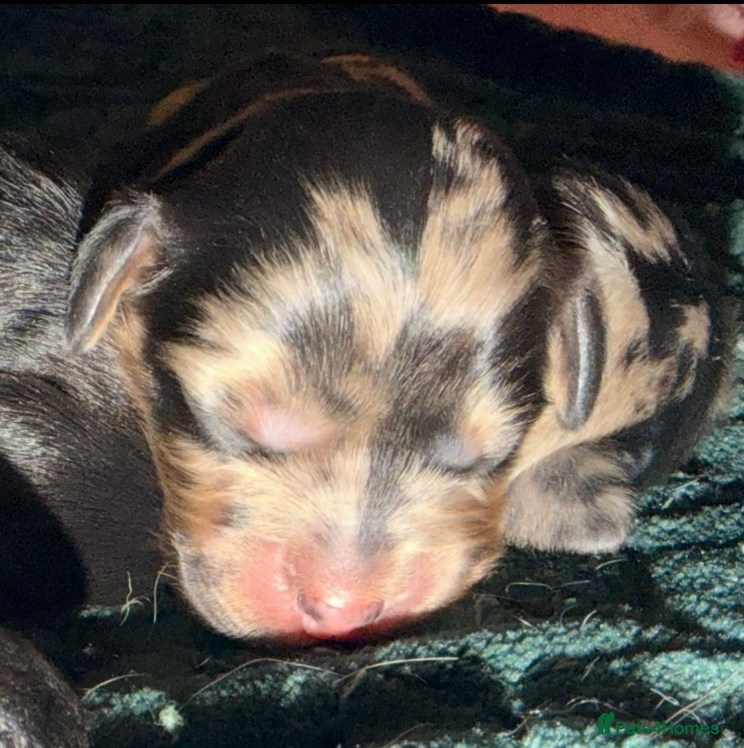 Cockapoo dogs for sale: F1 Cockapoo Puppies - Advert 10