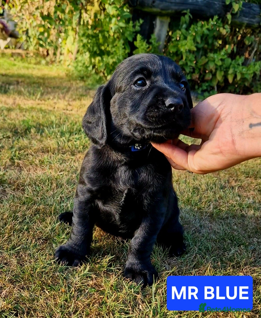Cockerdor dogs for sale: 🐾FULL HEALTH TESTED BLACK COCKERDORS FOR SALE🐾 in Market Drayton - Image 18