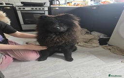 Mixed Breed dogs for sale: 7 month old chow chow x akita puppy - Image 1