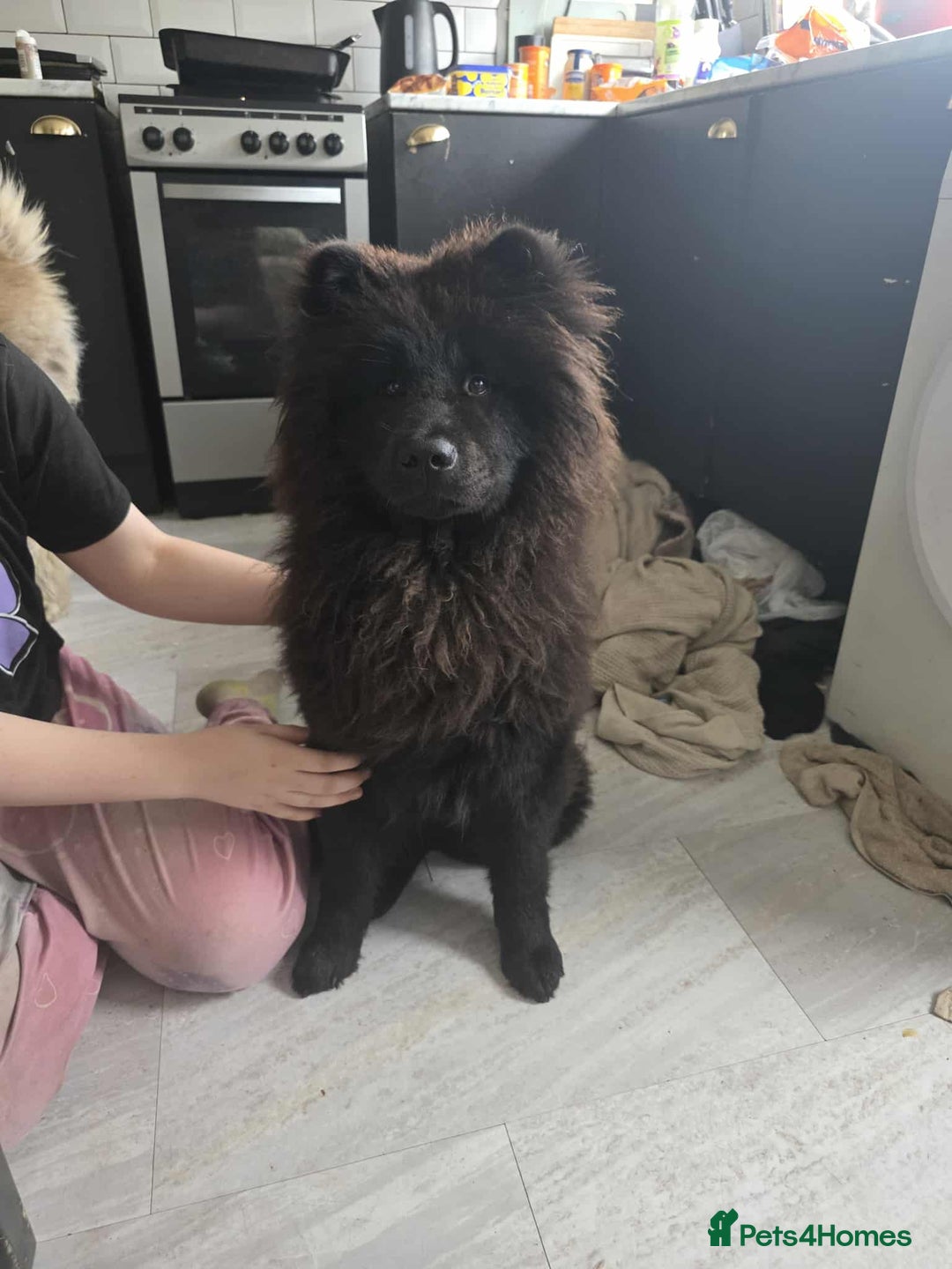 Mixed Breed dogs for sale: 7 month old chow chow x akita puppy - Image 1