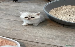 Persian cats for sale: Persian x kittens , 2 separate litters - Advert 28