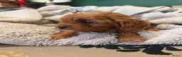 Cavapoo dogs for sale: Exceptional F1 Cavapoo Pups  - Advert 4