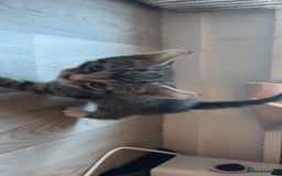 Bengal cats for sale: Beautiful kittens💕 - Advert 13