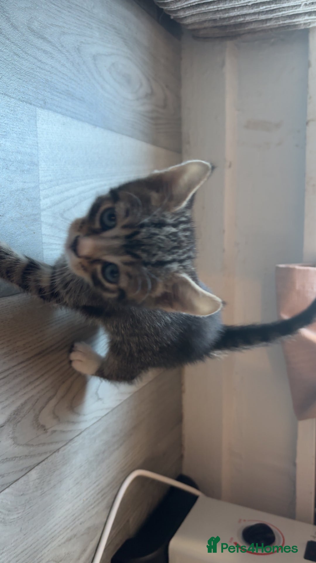 Bengal cats for sale: Beautiful kittens💕 - Advert 13