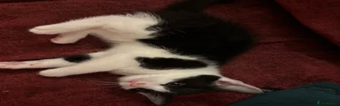Domestic Shorthair 2