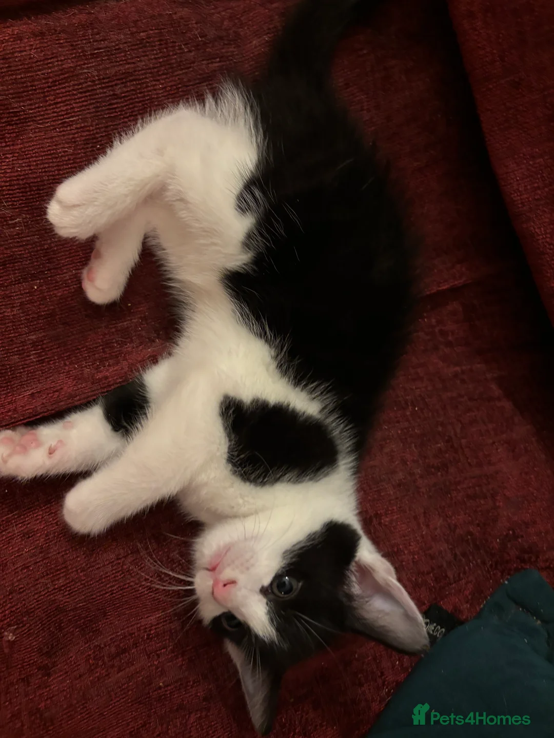 Domestic Shorthair cats for sale: Tuxedo kittens - Advert 2