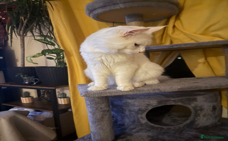 Maine Coon cats - Advert 1