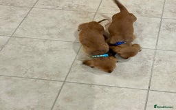 Miniature Dachshund dogs for sale:  LAST ONE - Long Haired Miniature Dachshund - Image 14