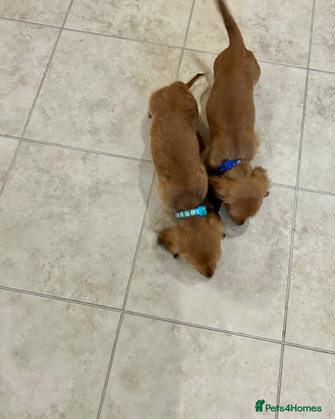 Miniature Dachshund dogs for sale:  LAST ONE - Long Haired Miniature Dachshund - Image 14