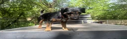 Patterdale Terrier dogs for sale: Meet Rolo-Ready for His Forever Home - Advert 3