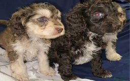 Cockapoo dogs for sale: 🐾 F1 Cockapoo Puppies – Ready Now! 🐾 - Image 6