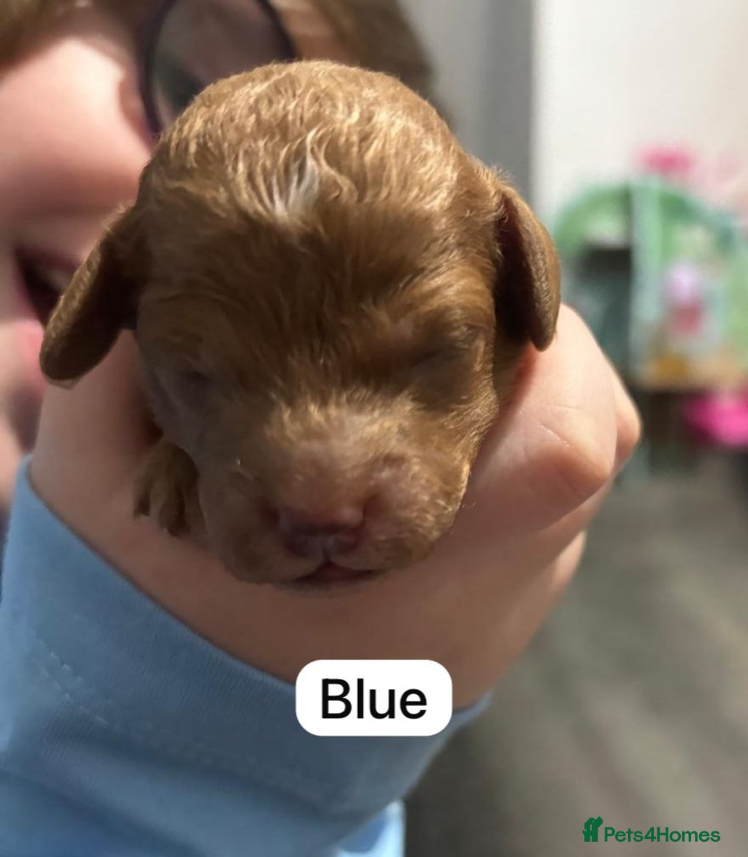 Cockapoo dogs for sale: FOX RED TOY COCKAPOO PUPPIES  - Advert 20