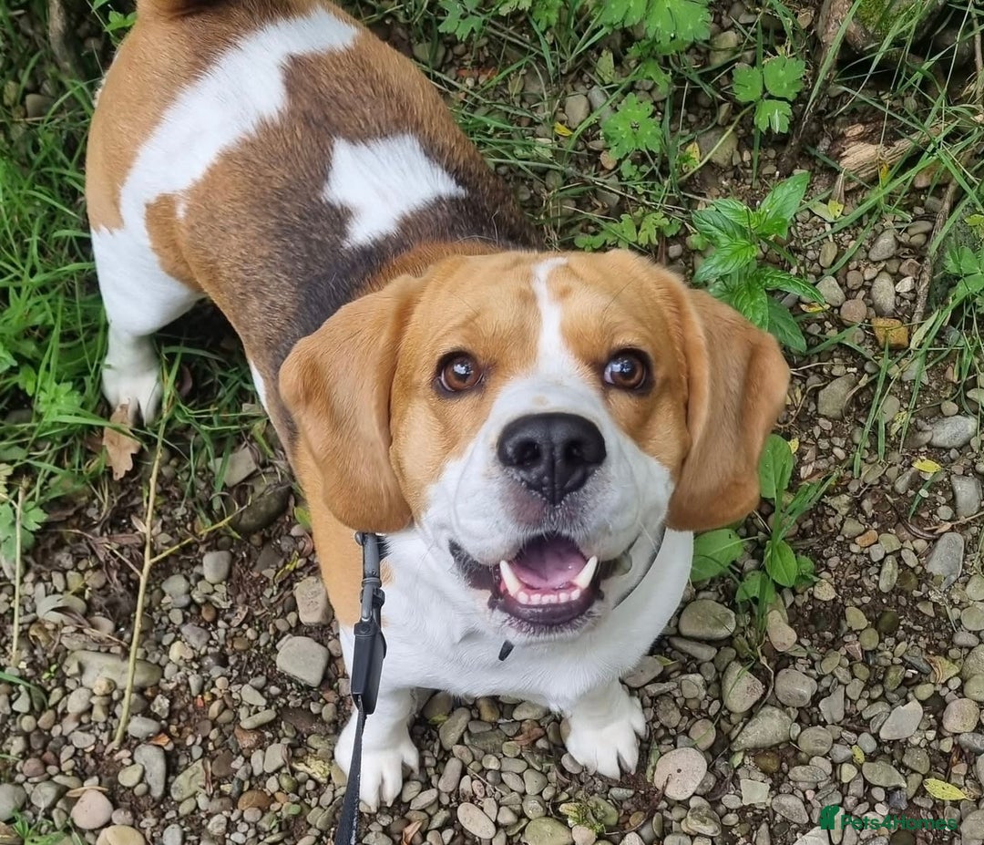 Beagle dogs for stud: KC Registered Beagle for Stud - Advert 11