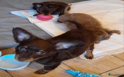 Russian Toy Terrier dogs for sale: Purebred Russian Toy long-haired - Image 5