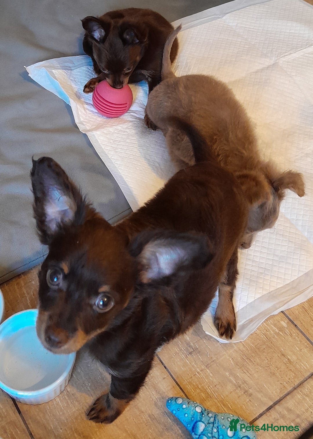 Russian Toy Terrier dogs for sale: Purebred Russian Toy long-haired - Image 5