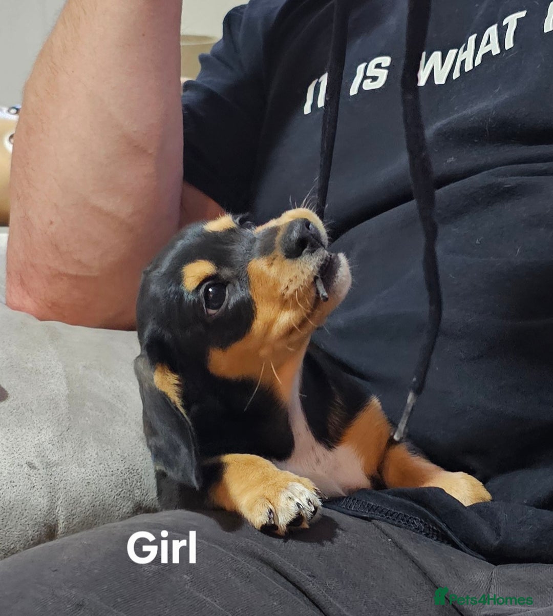 Miniature Dachshund dogs for sale: Ready boy or girl Black and tan smooth Dachshund's - Image 8