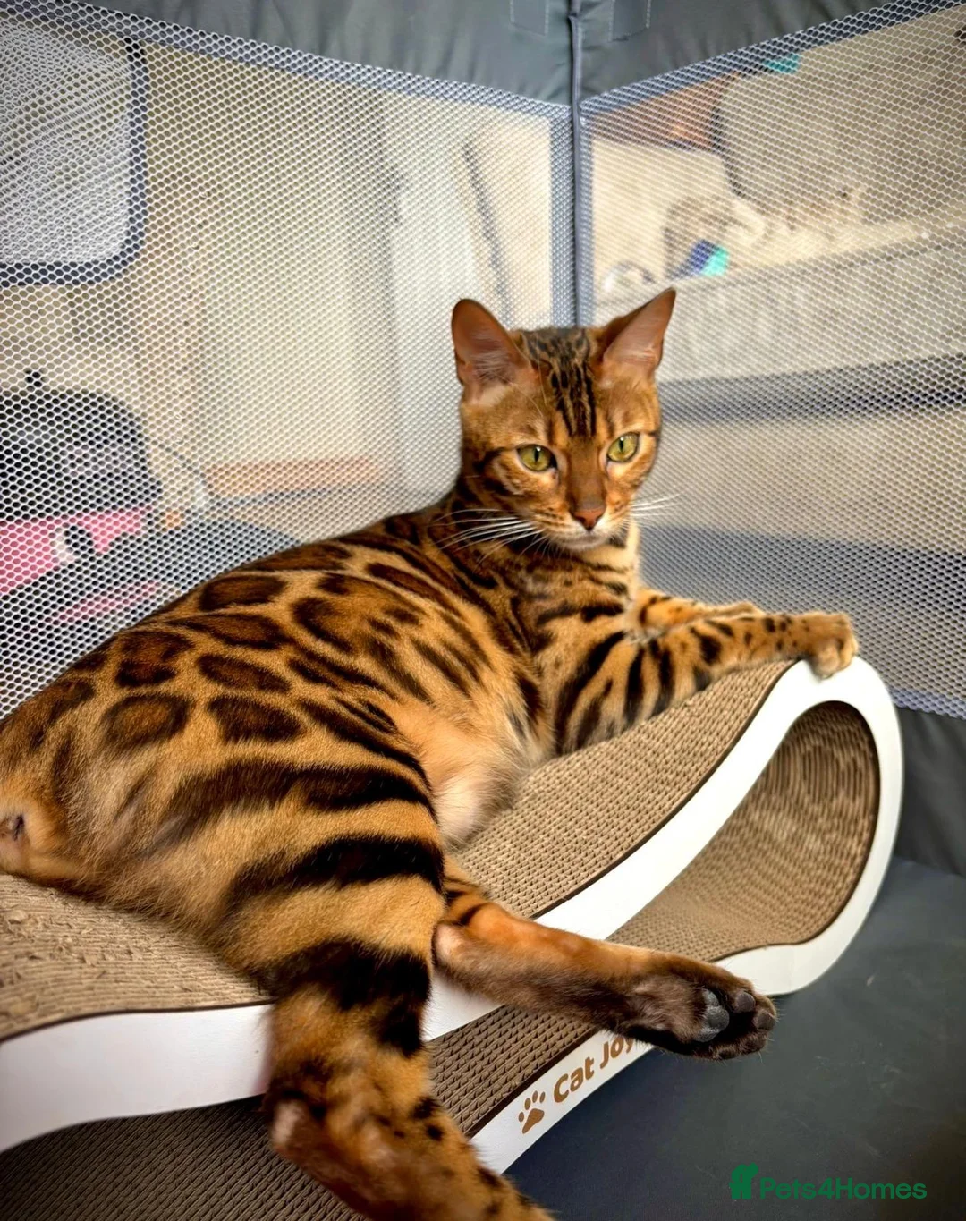 Bengal cats for sale: Pure breed Glitter Coat Bengals due 05/12 - Advert 5