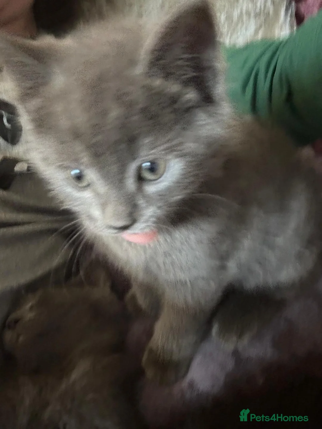 British Shorthair cats for sale: 4 beautiful kittens  - Advert 1